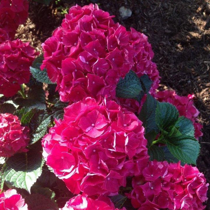 Hydrangea macrophylla 'Kolmaru’ PP25104 ~ Magical® Ruby Red Hydrangea-ServeScape