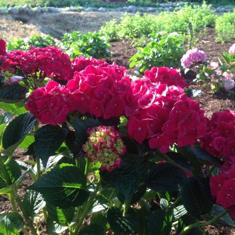 Hydrangea macrophylla 'Kolmaru’ PP25104 ~ Magical® Ruby Red Hydrangea-ServeScape