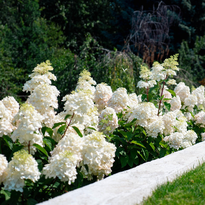 Hydrangea paniculata 'Bokomabou' ~ Bouncy™ Hydrangea-ServeScape