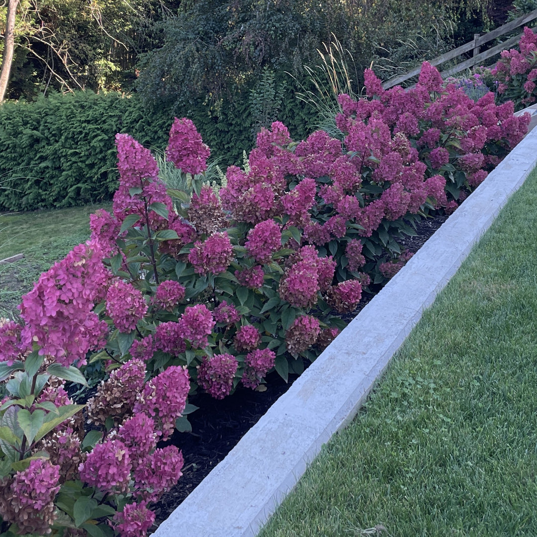 Hydrangea paniculata 'Bokomabou' ~ Bouncy™ Hydrangea-ServeScape