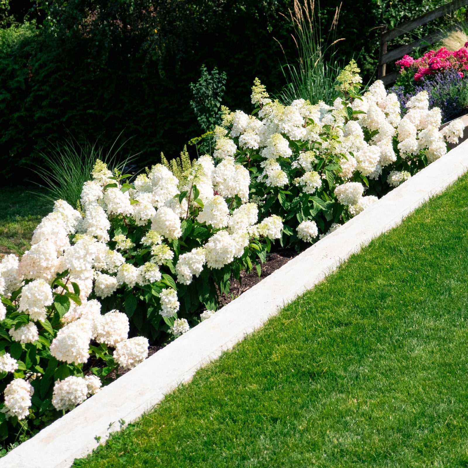 Hydrangea paniculata 'Bokomabou' ~ Bouncy™ Hydrangea-ServeScape