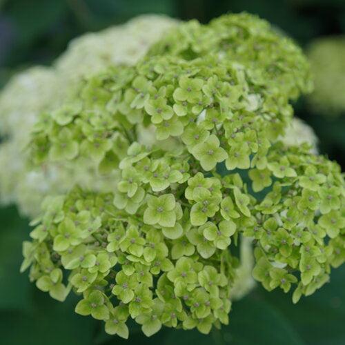 Hydrangea arborescens 'SMNHRL' PP34,418 ~ Invincibelle Sublime™ Smooth Hydrangea-ServeScape