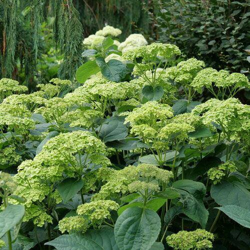 Hydrangea arborescens 'SMNHRL' PP34,418 ~ Invincibelle Sublime™ Smooth Hydrangea-ServeScape