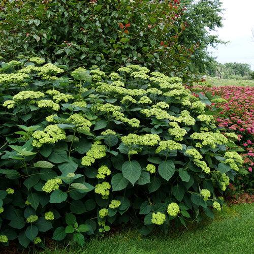 Hydrangea arborescens 'SMNHRL' PP34,418 ~ Invincibelle Sublime™ Smooth Hydrangea-ServeScape