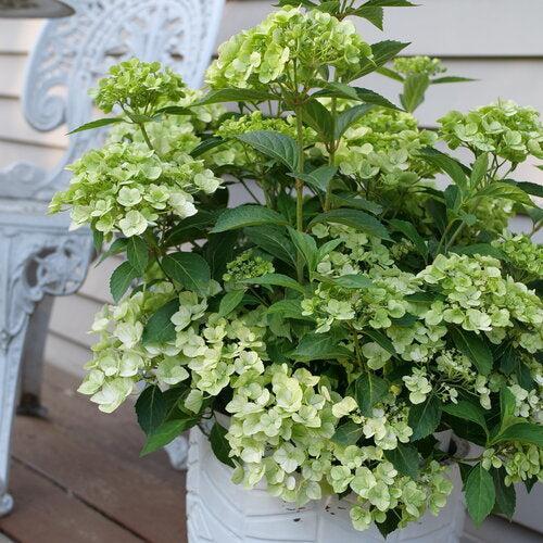 Hydrangea x ‘WNHYDFBWMH' ~ Fairytrail Bride® Green Hydrangea-ServeScape