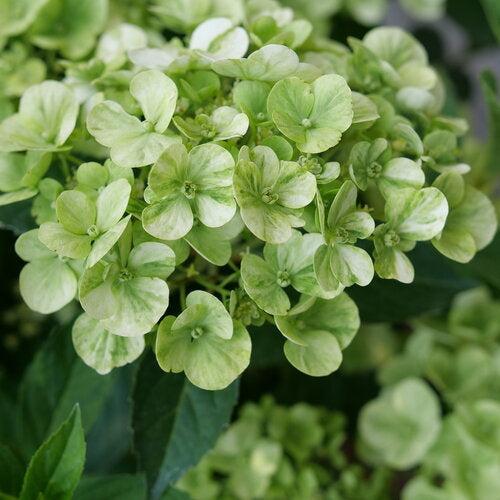 Hydrangea x ‘WNHYDFBWMH' ~ Fairytrail Bride® Green Hydrangea-ServeScape
