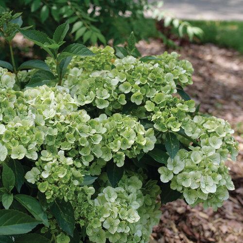 Hydrangea x ‘WNHYDFBWMH' ~ Fairytrail Bride® Green Hydrangea-ServeScape