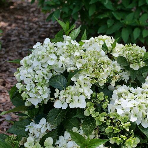 Hydrangea x ‘WNHYDFBVYWMH' ~ Fairytrail Bride® White Hydrangea-ServeScape