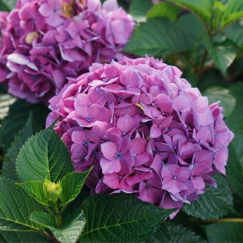 Hydrangea macrophylla 'SMNHMTB' PP35,317 ~ Let's Dance® Loveable® Hydrangea-ServeScape