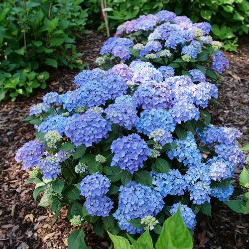 Hydrangea macrophylla 'SMNHMTB' PP35,317 ~ Let's Dance® Loveable® Hydrangea-ServeScape