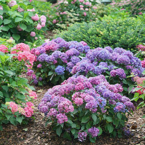 Hydrangea macrophylla 'SMNHMTB' PP35,317 ~ Let's Dance® Loveable® Hydrangea-ServeScape