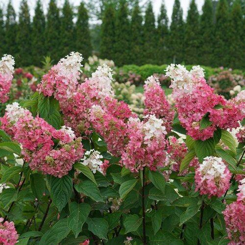 Hydrangea paniculata 'ILVOHPPRM' PP35,334 ~ Pinky Winky Prime® Hydrangea-ServeScape