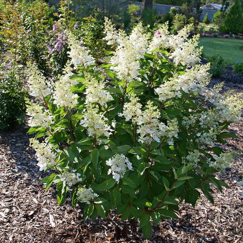 Hydrangea paniculata 'ILVOHPPRM' PP35,334 ~ Pinky Winky Prime® Hydrangea-ServeScape