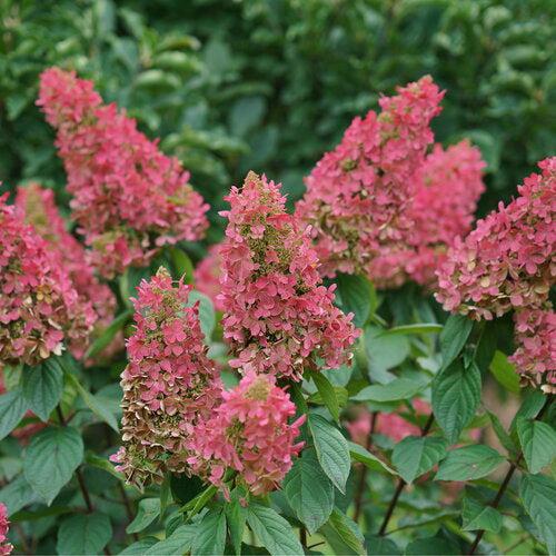 Hydrangea paniculata 'ILVOHPPRM' PP35,334 ~ Pinky Winky Prime® Hydrangea-ServeScape