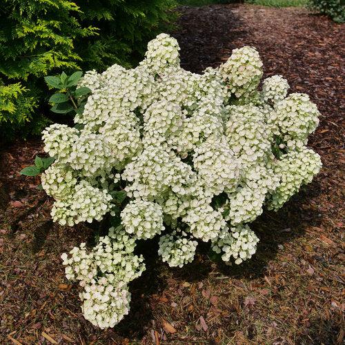 Hydrangea paniculata 'SMNHPSB' ~ Tiny Quick Fire® Hydrangea-ServeScape