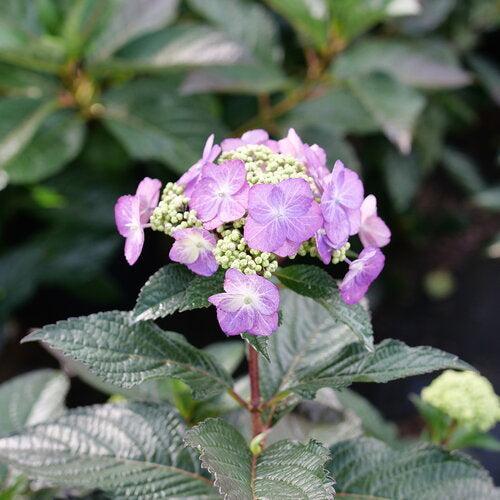 Hydrangea serrata 'SMNHSG' ~ Tuff Stuff Top Fun™ Hydrangea-ServeScape