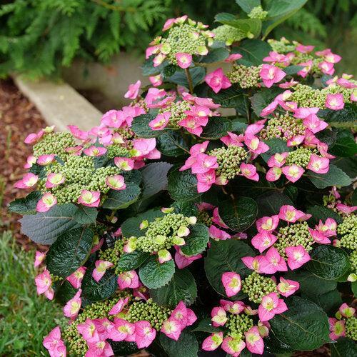 Hydrangea serrata 'SMNHSG' ~ Tuff Stuff Top Fun™ Hydrangea-ServeScape