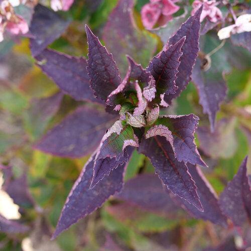 Hydrangea serrata 'SMNHSG' ~ Tuff Stuff Top Fun™ Hydrangea-ServeScape