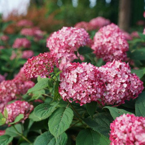 Hydrangea arborescens 'NCHA3' ~ Invincibelle® Ruby Hydrangea-ServeScape