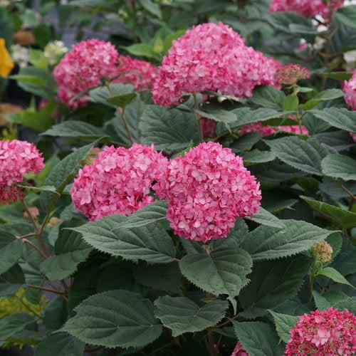 Hydrangea arborescens 'NCHA3' ~ Invincibelle® Ruby Hydrangea-ServeScape