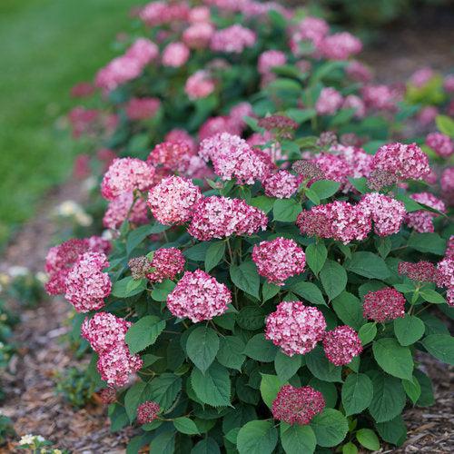 Hydrangea arborescens 'NCHA3' ~ Invincibelle® Ruby Hydrangea-ServeScape