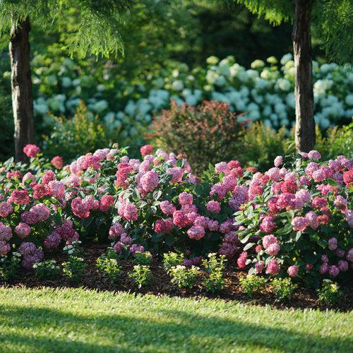 Hydrangea arborescens 'NCHA3' ~ Invincibelle® Ruby Hydrangea-ServeScape