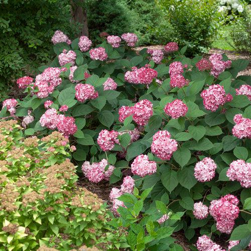 Hydrangea arborescens 'NCHA3' ~ Invincibelle® Ruby Hydrangea-ServeScape