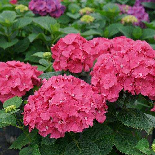 Hydrangea macrophylla 'SMNHMP' USPP 32,514 ~ Let's Dance® Big Band® Hydrangea-ServeScape