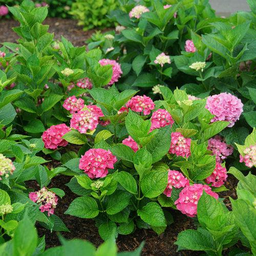 Hydrangea macrophylla 'SMNHMP' USPP 32,514 ~ Let's Dance® Big Band® Hydrangea-ServeScape