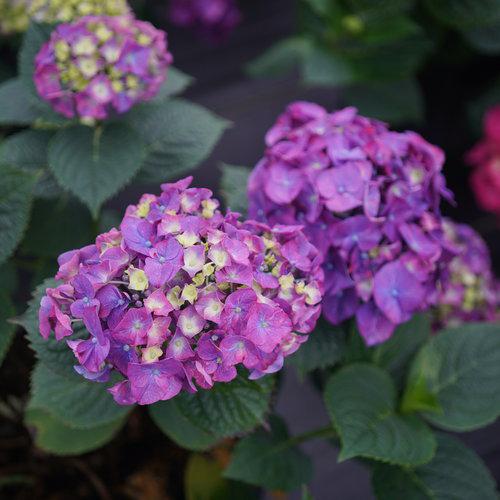 Hydrangea macrophylla 'SMNHMP' USPP 32,514 ~ Let's Dance® Big Band® Hydrangea-ServeScape