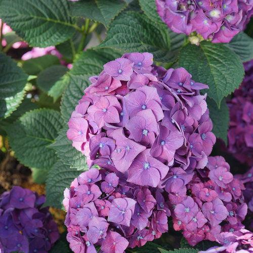 Hydrangea macrophylla 'SMNHMP' USPP 32,514 ~ Let's Dance® Big Band® Hydrangea-ServeScape