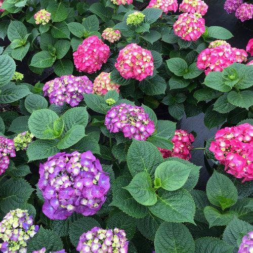 Hydrangea macrophylla 'SMNHMP' USPP 32,514 ~ Let's Dance® Big Band® Hydrangea-ServeScape