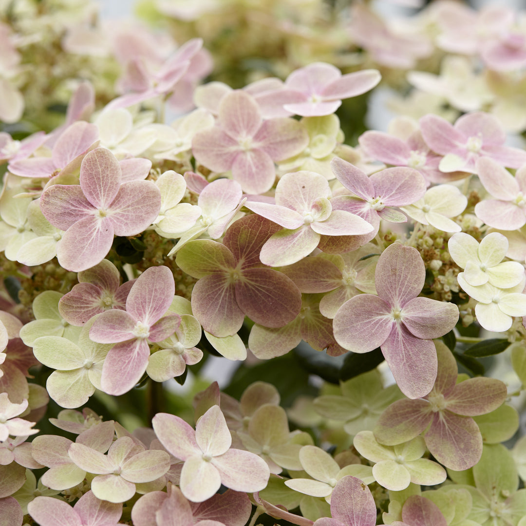Hydrangea paniculata 'AJ14' ~ Early Evolution Hydrangea-ServeScape