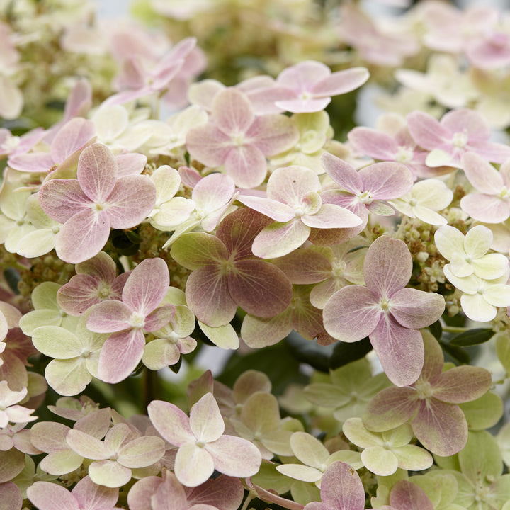 Hydrangea paniculata 'AJ14' ~ Early Evolution Hydrangea-ServeScape