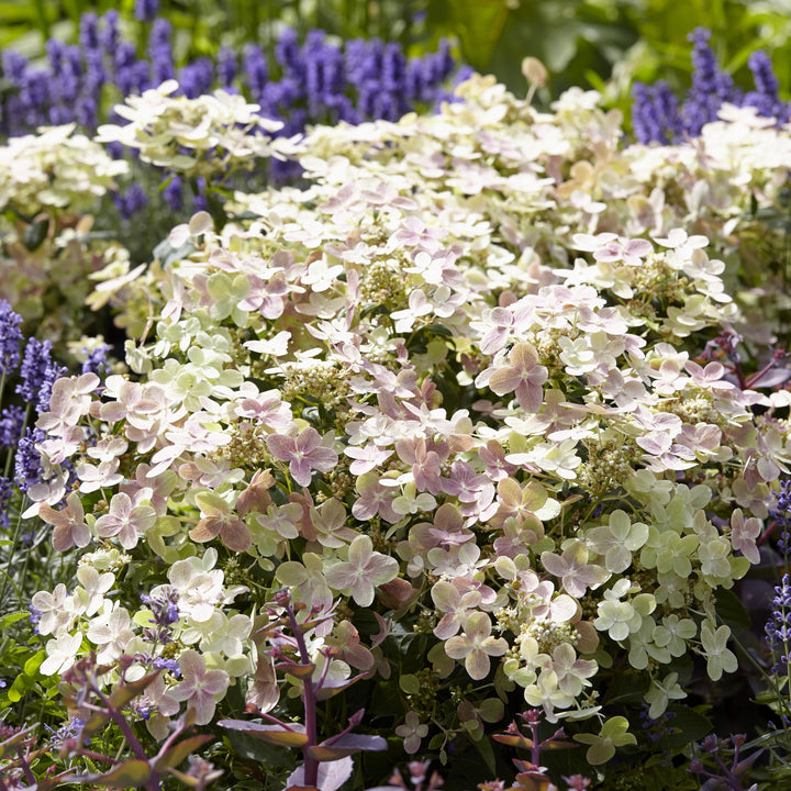 Hydrangea paniculata 'AJ14' ~ Early Evolution Hydrangea-ServeScape