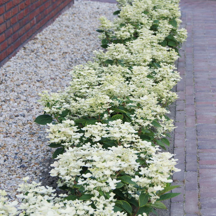 Hydrangea paniculata 'AJ14' ~ Early Evolution Hydrangea-ServeScape