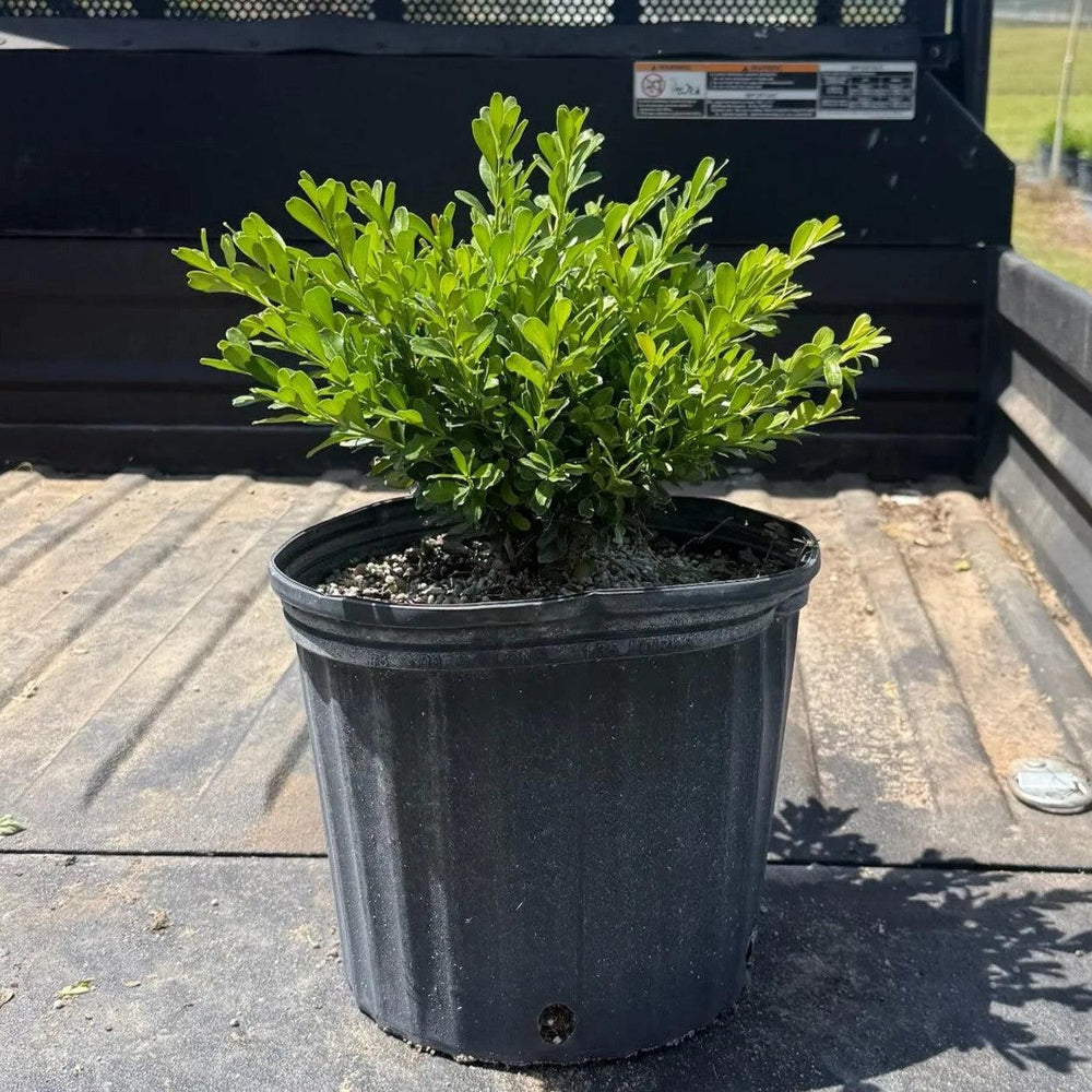 Buxus microphylla japonica ‘Annie's Dwarf’ ~ Annie's Dwarf Boxwood-ServeScape