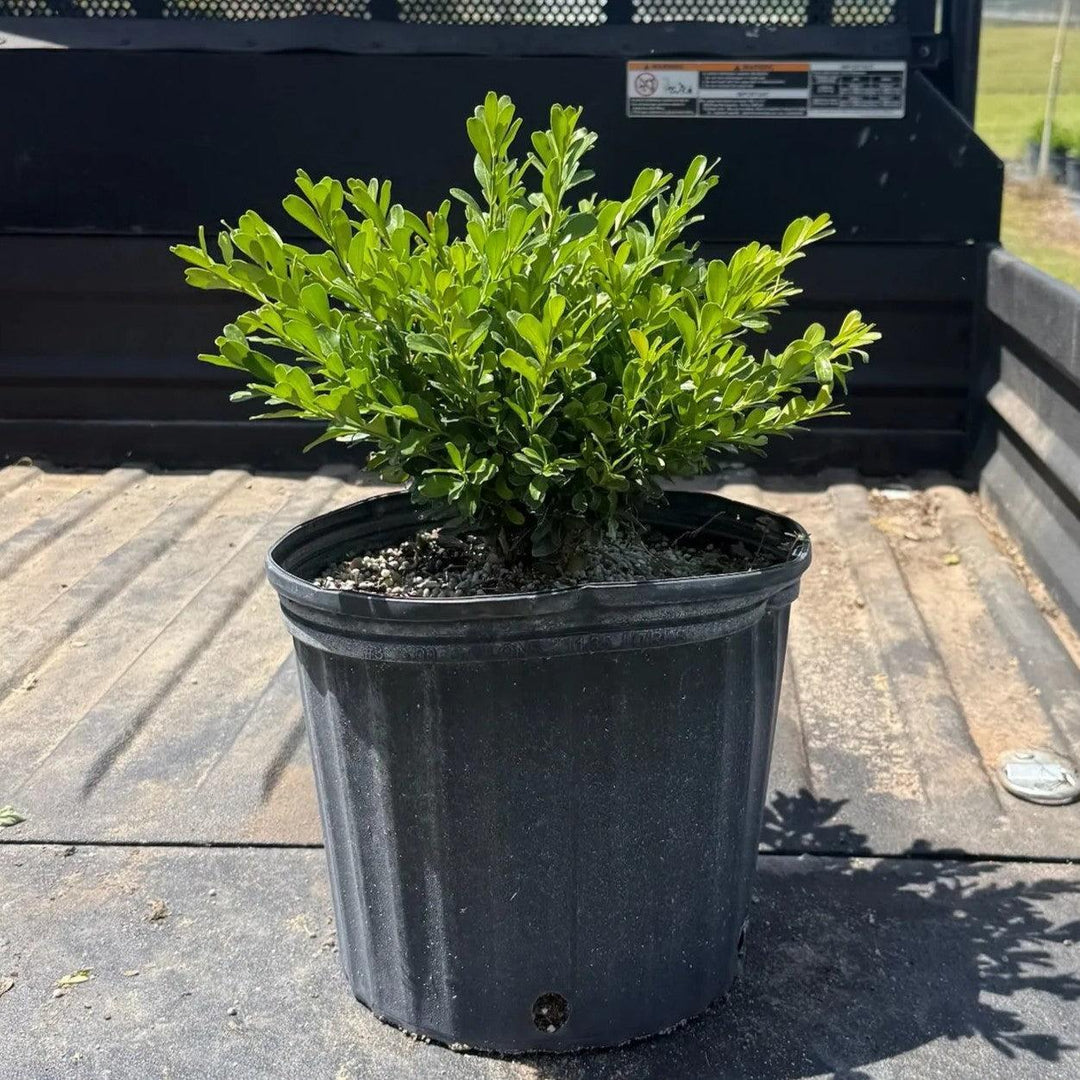 Buxus microphylla japonica ‘Annie's Dwarf’ ~ Annie's Dwarf Boxwood-ServeScape