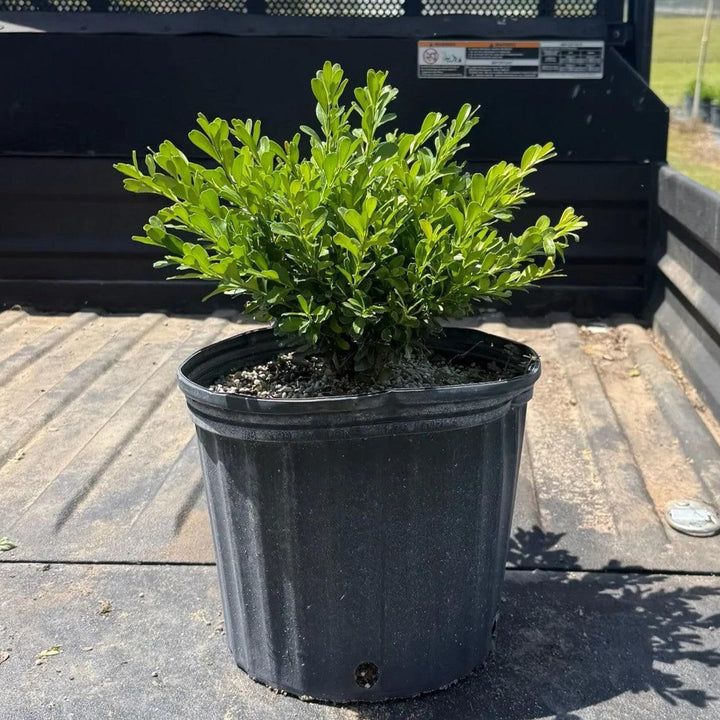 Buxus microphylla japonica ‘Annie's Dwarf’ ~ Annie's Dwarf Boxwood-ServeScape