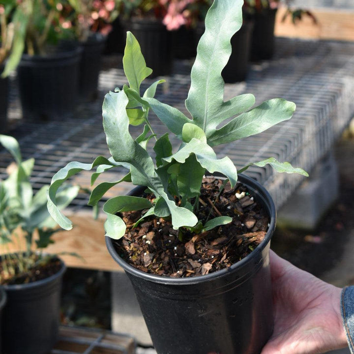 Phlebodium aureum ~ Monrovia® Blue Star Fern-ServeScape