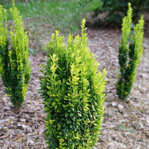 Ilex crenata 'NCIC2' ~ Glow Stick® Japanese Holly-ServeScape