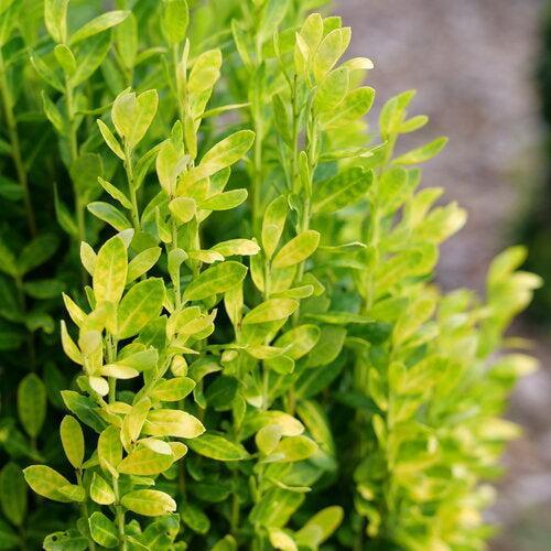 Ilex crenata 'NCIC2' ~ Glow Stick® Japanese Holly-ServeScape