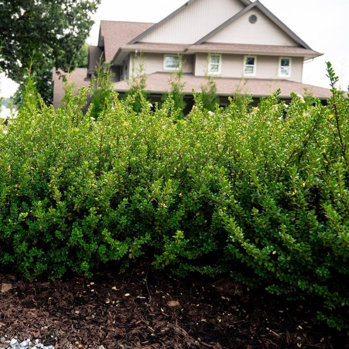 Ilex crenata ‘Glorie Dwarf' ~ Bloomin' Easy® Lucky Marble® Japanese Holly-ServeScape