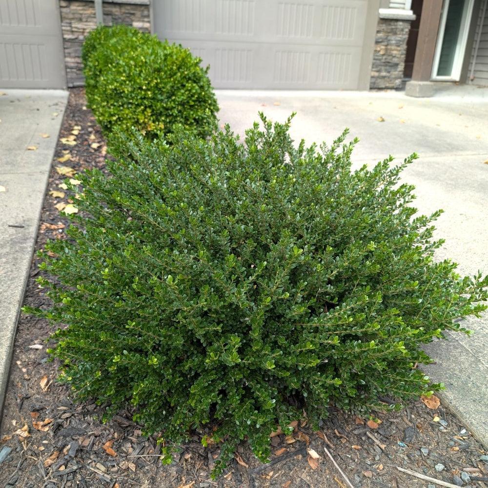 Ilex crenata ‘Glorie Dwarf' ~ Bloomin' Easy® Lucky Marble® Japanese Holly-ServeScape