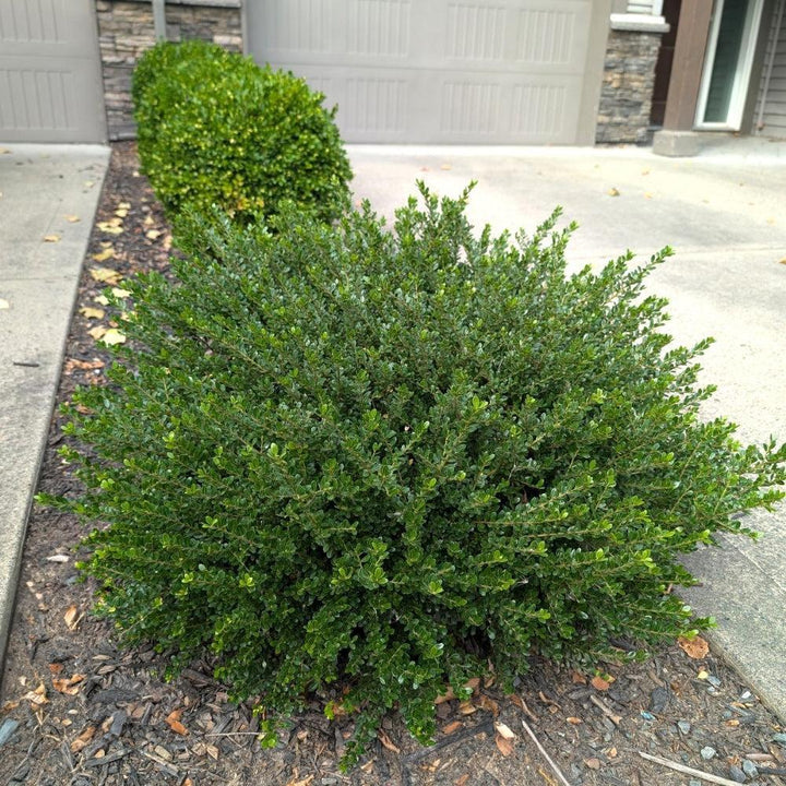 Ilex crenata ‘Glorie Dwarf' ~ Bloomin' Easy® Lucky Marble® Japanese Holly-ServeScape