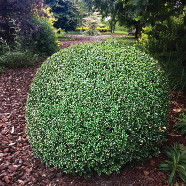 Ilex crenata ‘Glorie Dwarf' ~ Bloomin' Easy® Lucky Marble® Japanese Holly-ServeScape