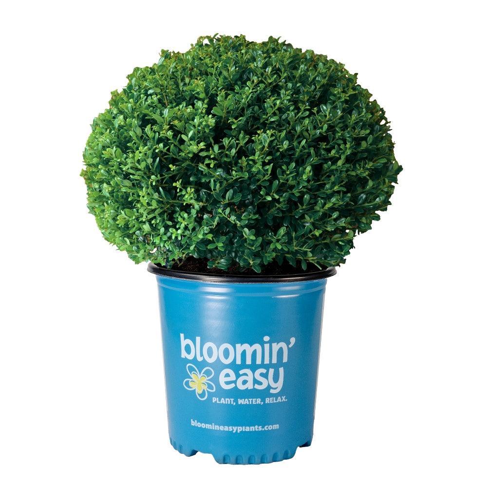 Ilex crenata ‘Glorie Dwarf' ~ Bloomin' Easy® Lucky Marble® Japanese Holly-ServeScape