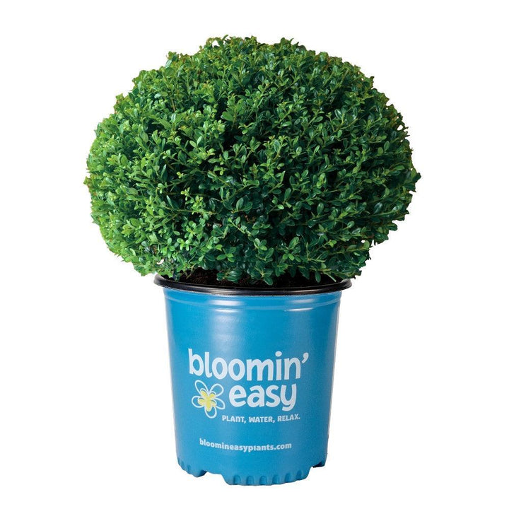 Ilex crenata ‘Glorie Dwarf' ~ Bloomin' Easy® Lucky Marble® Japanese Holly-ServeScape