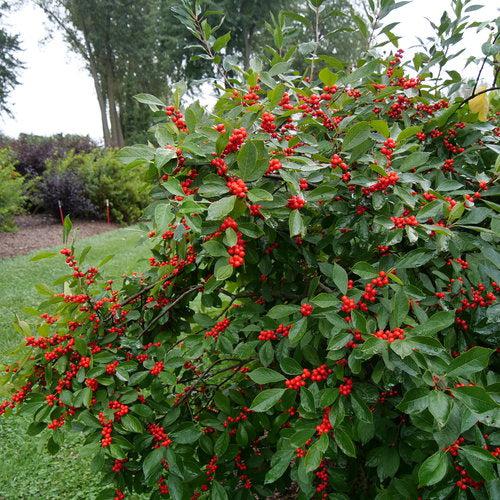 Ilex verticillata 'Spravy' ~ Berry Heavy® Winterberry-ServeScape