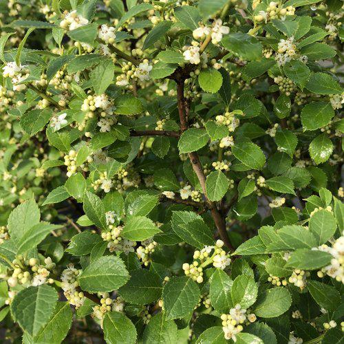 Ilex verticillata 'FarrowBPop' USPP 25,83 ~ Berry Poppins® Winterberry-ServeScape